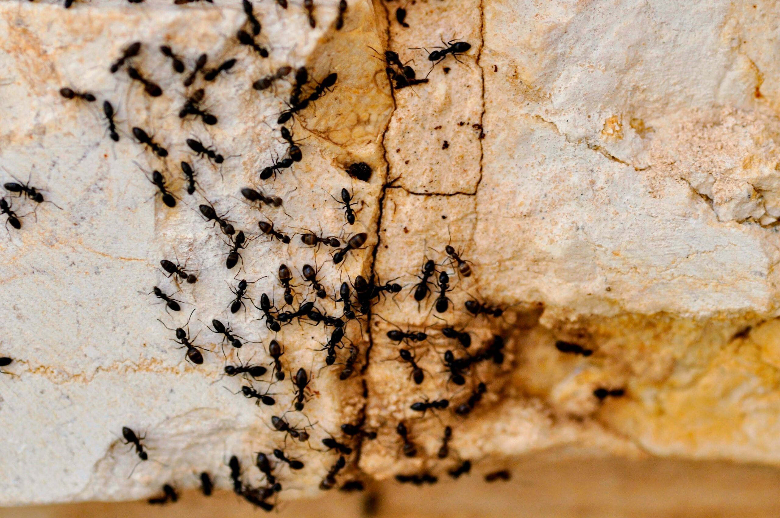 Ants, Locusts & Mother Birds – The Connection Between the 3 of These Will Absolutely Blow Your Mind
